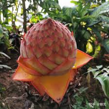 地涌金莲-中国特产花卉- 知乎