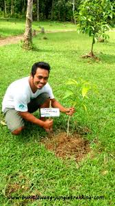 Seeing animals in their real habitat living wild and free without cages or fences trapping them is a vary experience compares to a zoo visit. Tree Planting Jungle Trekking Tours In Bukit Lawang Sumatra