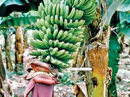 Maybe you would like to learn more about one of these? Banana Description History Cultivation Nutrition Benefits Facts Britannica