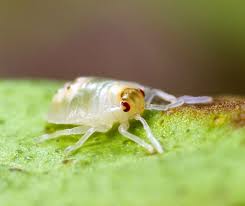Image result for spotted spider mite