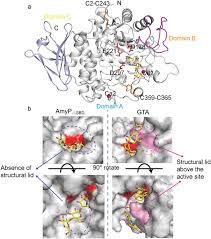 Crystal Structure Of A Raw Starch Degrading Bacterial A Amylase Belonging To Subfamily 37 Of The Glycoside Hydrolase Family Gh13 Scientific Reports