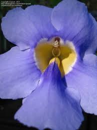 Image result for Thunbergia laborans
