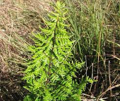 Image result for Cheilanthes quadripinnata