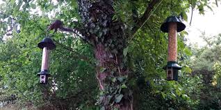 While suspending your bird feeder from a pole may keep it far enough away from jump off points. 5 Best Squirrel Proof Bird Feeders Reviews Of 2020 In The Uk Bestadvisers Co Uk