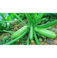 They help reduce soil compaction and prevent erosion. Hybrid Squash Seeds For Late Summer Or Winter Planting Buy Hybrid Squash Seeds Squash Seed For Planting F1 Hybrid Seeds Product On Alibaba Com