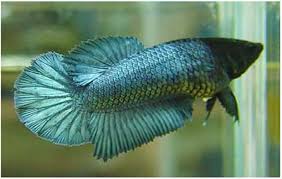 Alibaba.com offers 1,242 halfmoon betta products. Female Betta Fish Care Betta Fish Care