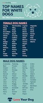 Discover names starting with k. White Dog Names Over 150 Of The Best Names For Your White Pup