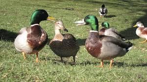 25 Of The Weirdest Jobs On Earth Duck Species Mallard Duck Duck Pictures