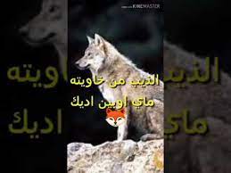 شعر عراقي عن الذيب والبشر الشاعر مسلم الحلفي youtube