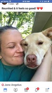 Missing cat in Long Island area found