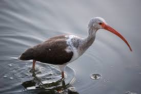 Image result for Ibis White 2017 Q1