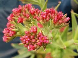 Image result for Crassula alba