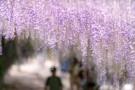 Part of the aklan province, malay splits into a collection of 17. The Fleeting Flowers Of Fuji How The Last Blossoms Of Spring Herald A Japanese Summer Life Malay Mail