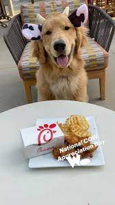 National Cow Appreciation Day Just For Fun An Immersive Guide By Golden Woofs
