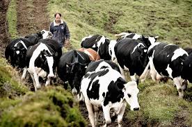 Campanha, com criatividade da y&r, arrancou hoje. Dez Mil Vacas Em Risco De Serem Abatidas Nos Acores Esquerda