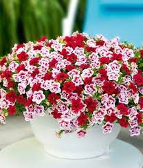 Balkonpflanzen Online Kaufen Bestellen Bei Baldur Garten In 2020 Pflanzen Sommerblumen Zauberglockchen