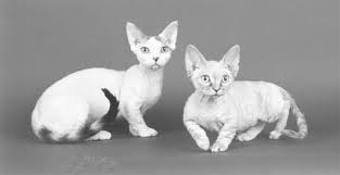 Minskin cats are old only a decade, so this is a rather new cat breed. Farm Show Magazine The Best Stories About Made It Myself Shop Inventions Farming And Gardening Tips Time Saving Tricks The Best Farm Shop Hacks Diy Farm Projects Tips On Boosting Your Farm Income