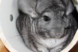 Find a chinchilla on gumtree, the #1 site for pet equipment & accessories for sale classifieds ads in the uk. Whimsy S Menagerie Chinchilla Rescue