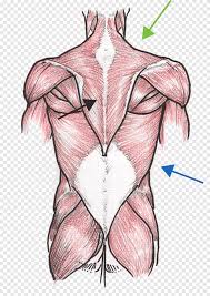 These organs include the kidneys the organs in the right upper quadrant (ruq) are the liver, gall bladder, part of the pancreas, and fat is located around organs to protect them. Human Back Human Body Anatomy Muscle Organ Arm Hand People Png Pngegg