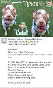 62719 Tyson Has Been Returned To The Dreaded Nyc Acc Help Please Ij2 Nyc Dogs Staten Island New York Dogs
