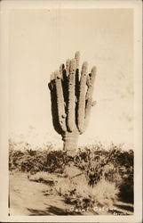 Vælg mellem et stort udvalg af lignende scener. Cactus Desert Plants Vintage Postcards Images