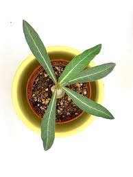 Image result for Ctenium somalense