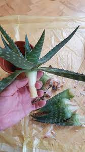 Remove and dispose of infected plants or offsets. Ask A Question Forum Aloe Vera Root Rot Garden Org