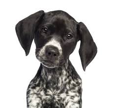 Black And White Pointer Dog German Shorthaired Pointer 10 Weeks Old Close Up Against White Pointer Puppies German Shorthaired Pointer German Shorthaired Pointer Dog