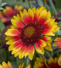 We did not find results for: How Flowers And Bees Evolved To Meet Each Other S Needs Storey Publishing