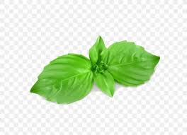 basil royalty free mint illustration png 1000x725px basil drawing green herb leaf download free basil royalty free mint illustration