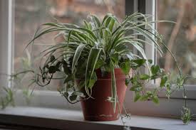 Image result for Chlorophytum comosum