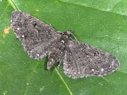 Image result for Eupithecia tripunctaria