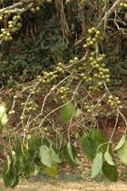 Image result for Ficus ottoniifolia