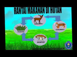 Contoh rantai makanan di hutan. Media Pembelajaran Rantai Makanan Universitas Muhammadiyah Sukabumi Youtube