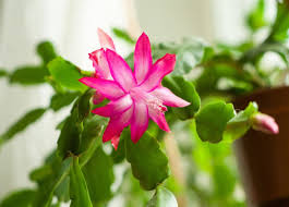 This cactus got its name because when grown outside, hundreds of clumps grow off of it. The Story Behind The Christmas Cactus Simplemost