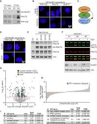 Убийца / ci ke nie yin niang 2015. Localized Inhibition Of Protein Phosphatase 1 By Nuak1 Promotes Spliceosome Activity And Reveals A Myc Sensitive Feedback Control Of Transcription Sciencedirect