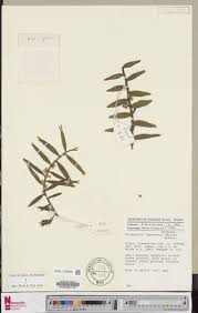 Image result for Tridactyle anthomaniaca