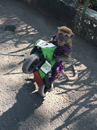 Violent games should be banned for teenagers. Jakarta Animal Aid Pa Twitter Surabaya Is Still A Hotspot For Dancing Monkeys Despite The Recent Ban On Dancing Monkeys Within The City The Cruelty Can Be Seen Throughout Town Especially Now