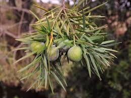 Image result for Afrocarpus usambarensis