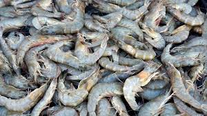 Freezer burned hot dogs should be thrown away. Why It S A Good Idea To Stop Eating Shrimp