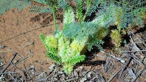 Image result for Elephantorrhiza elephantina