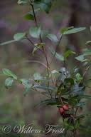Image result for Ochna natalitia