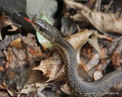 Nothing a woman wears or does is ever the cause of harassment. Celery Farm And Beyond Garter Snake Tongue Click Below To View