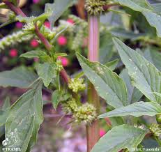 Image result for Amaranthus spinosus