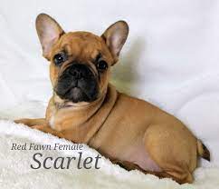 Check spelling or type a new query. French Bulldogs Mecham Family Kennels