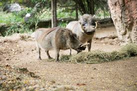 Camel butte monument valley arizona. 10 Ways To Go Wild With A Trip To A Michigan Zoo Michigan