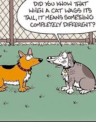 Why do cats wag their tails while lying down? Pin By Sharon Hampton On Funny Funny Cartoons Jokes Cartoon Jokes Funny Cartoons