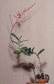 Image result for Hionanthera