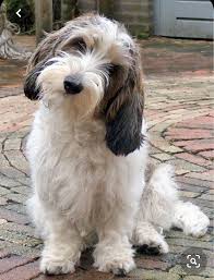 Pin By Kellpatt On Dogs Rule In 2020 Dogs Cute Dogs Griffon Dog