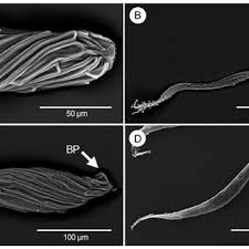 Image result for Angraecopsis parviflora